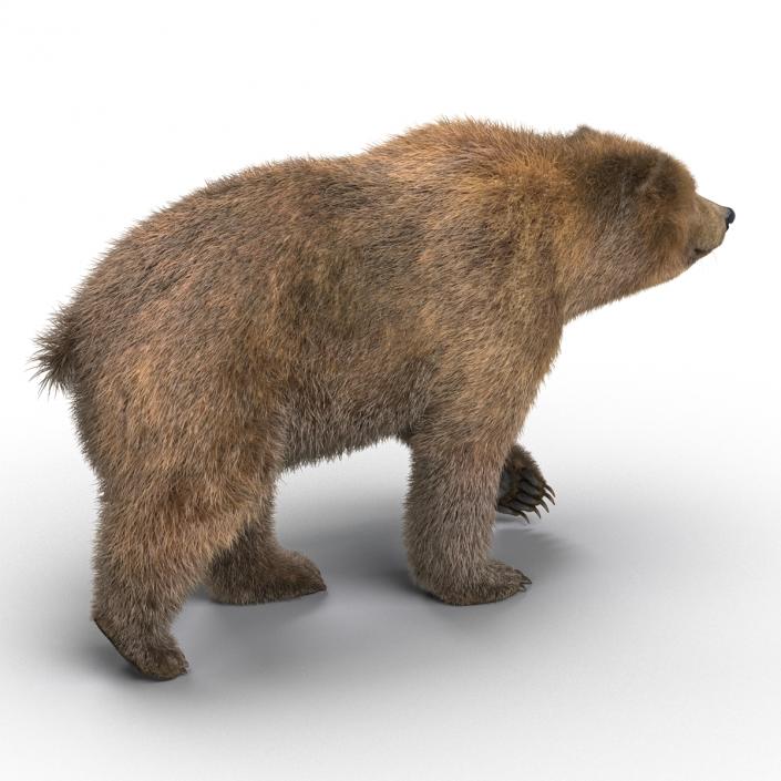 3D Brown Bear with Fur Rigged