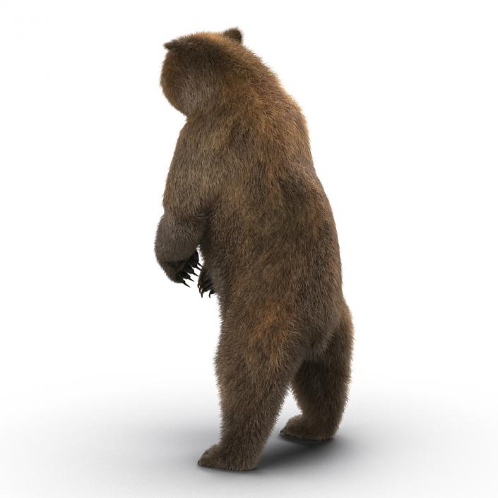 3D Brown Bear with Fur Rigged