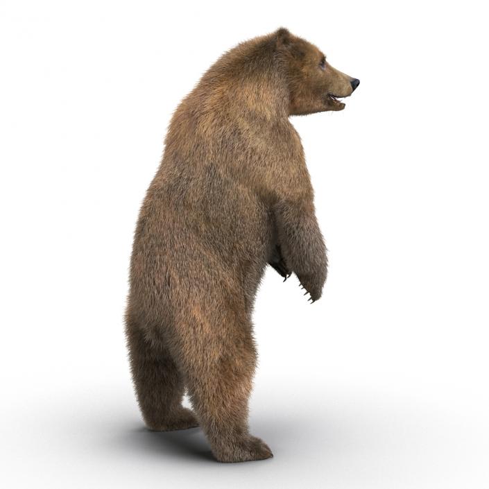 3D Brown Bear with Fur Rigged