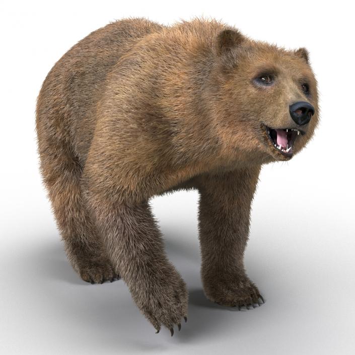 3D Brown Bear with Fur Rigged