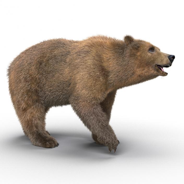 3D Brown Bear with Fur Rigged