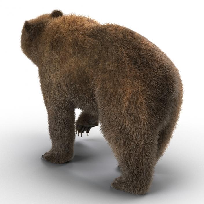 3D Brown Bear with Fur Rigged