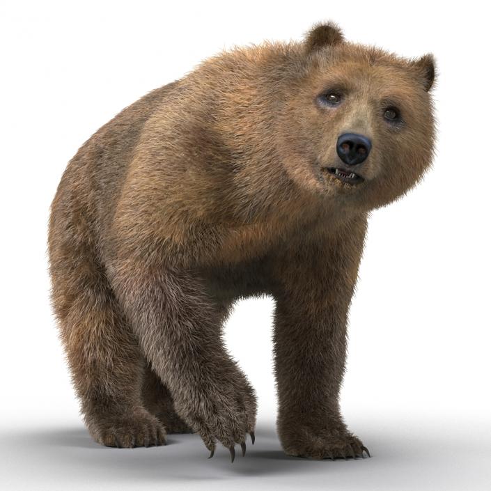 3D Brown Bear with Fur Rigged