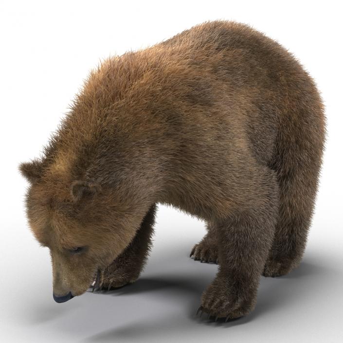 3D Brown Bear with Fur Rigged