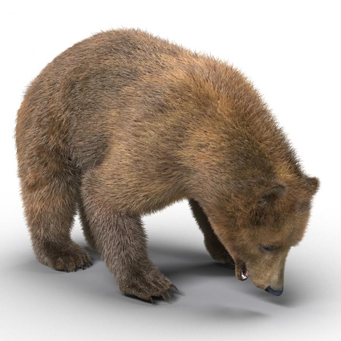 3D Brown Bear with Fur Rigged