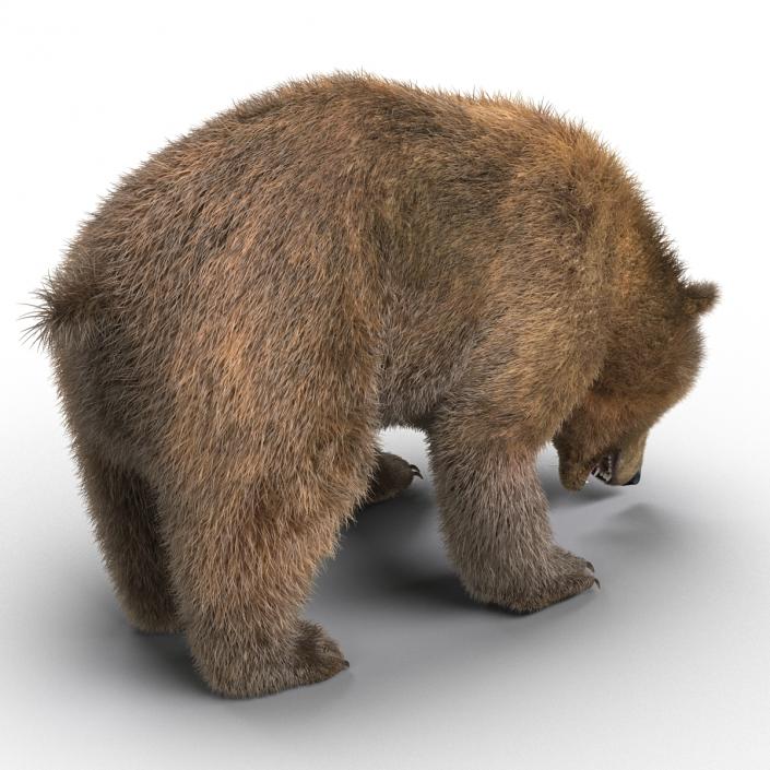 3D Brown Bear with Fur Rigged