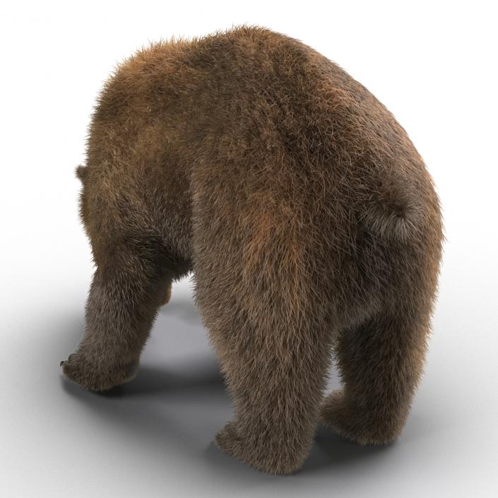 3D Brown Bear with Fur Rigged