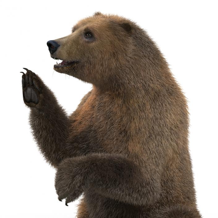 3D Brown Bear with Fur Rigged