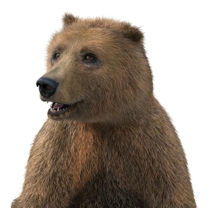 3D Brown Bear with Fur Rigged