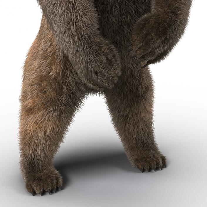 3D Brown Bear with Fur Rigged