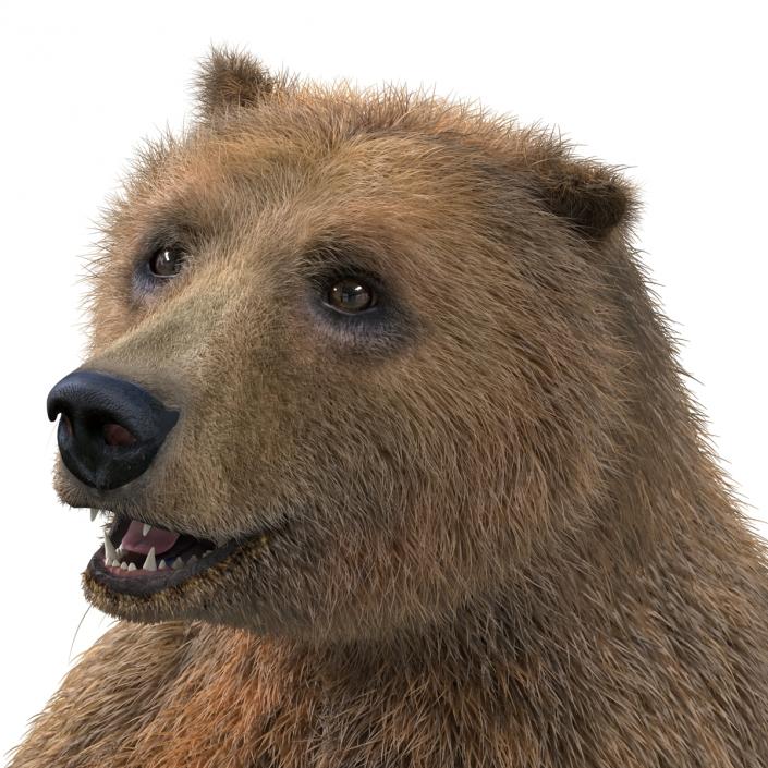 3D Brown Bear with Fur Rigged