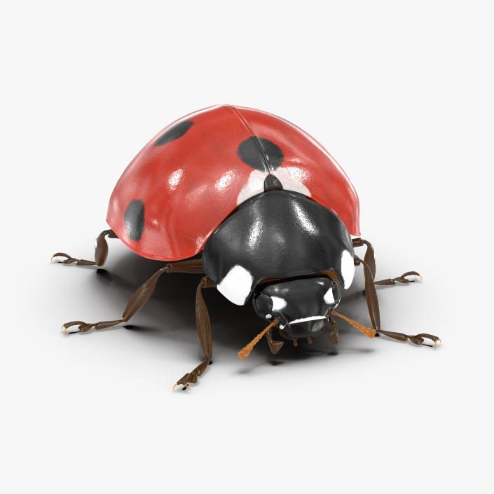 3D LadyBug Collection model