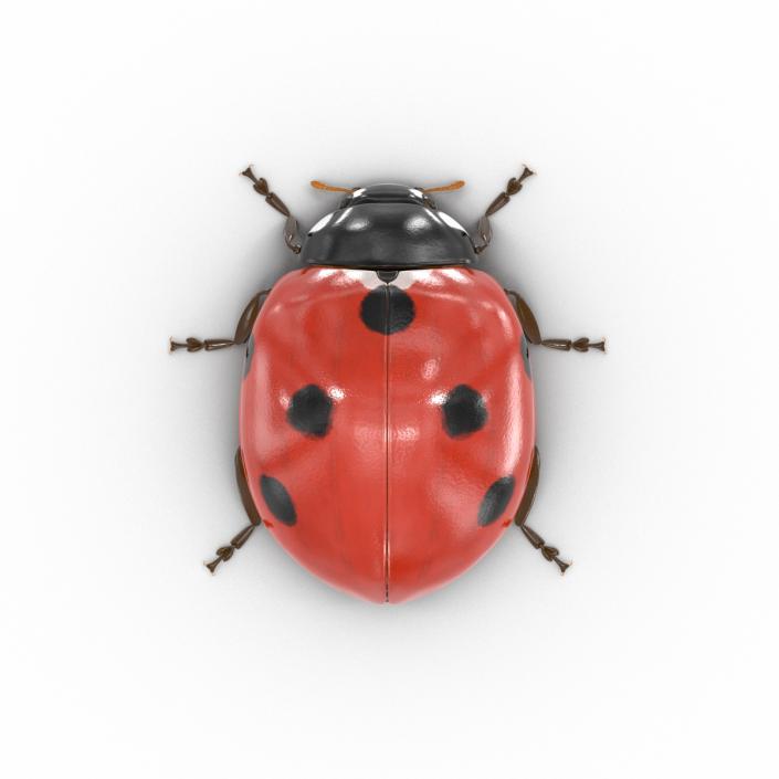 LadyBug 3D model