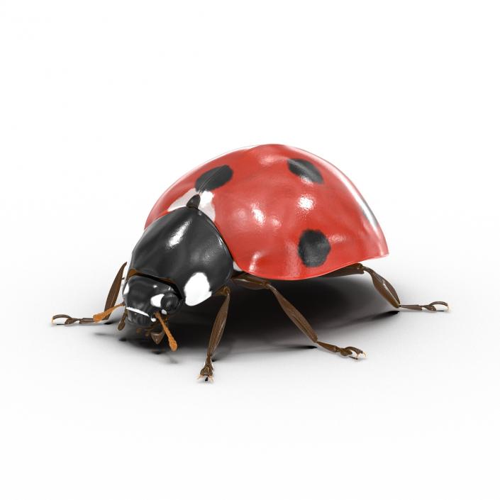 LadyBug 3D model