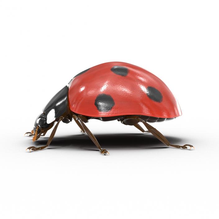 LadyBug 3D model