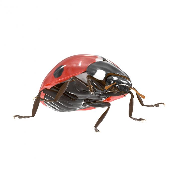 LadyBug 3D model