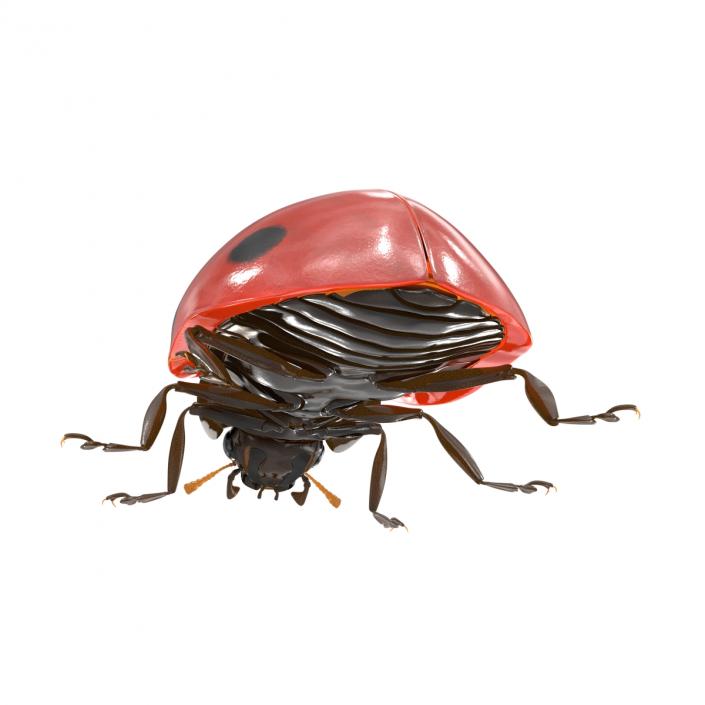 LadyBug 3D model