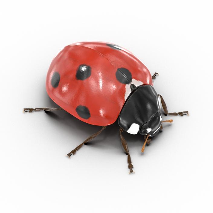 LadyBug 3D model