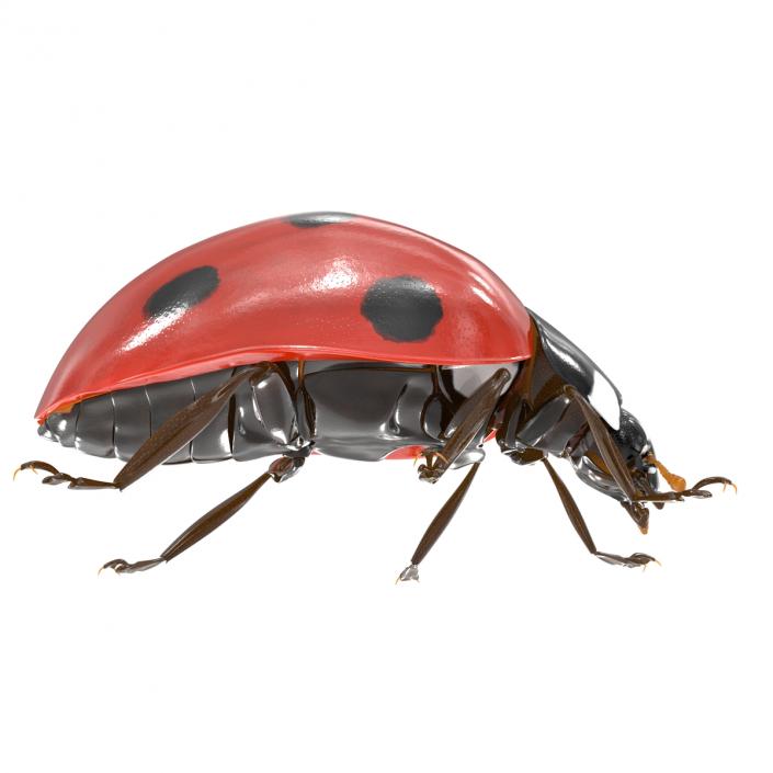 LadyBug 3D model