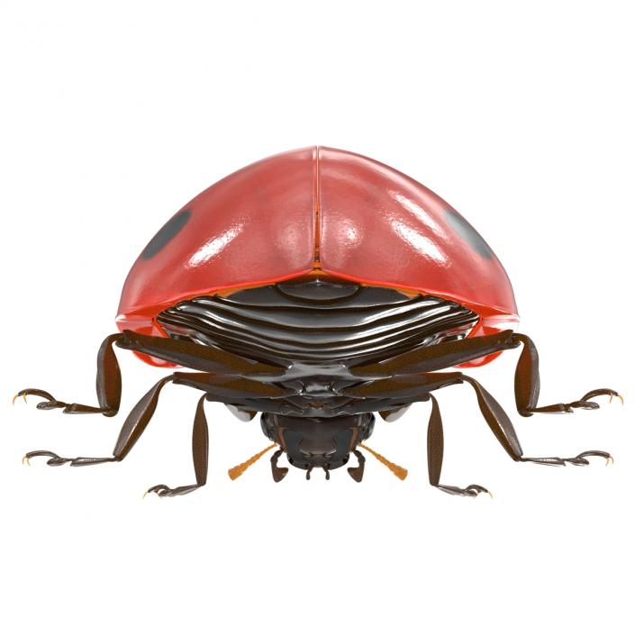 LadyBug 3D model