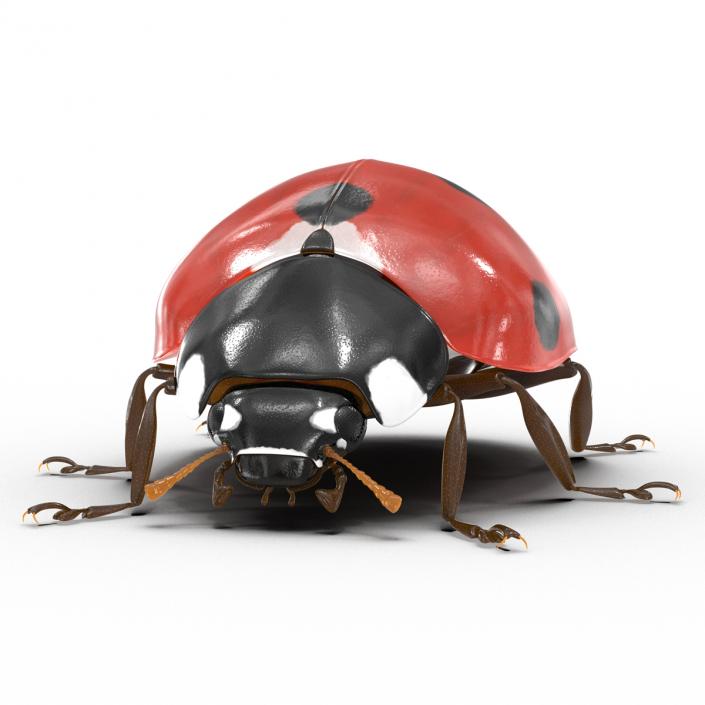 LadyBug 3D model