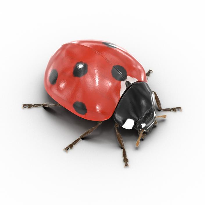 3D LadyBug with Fur