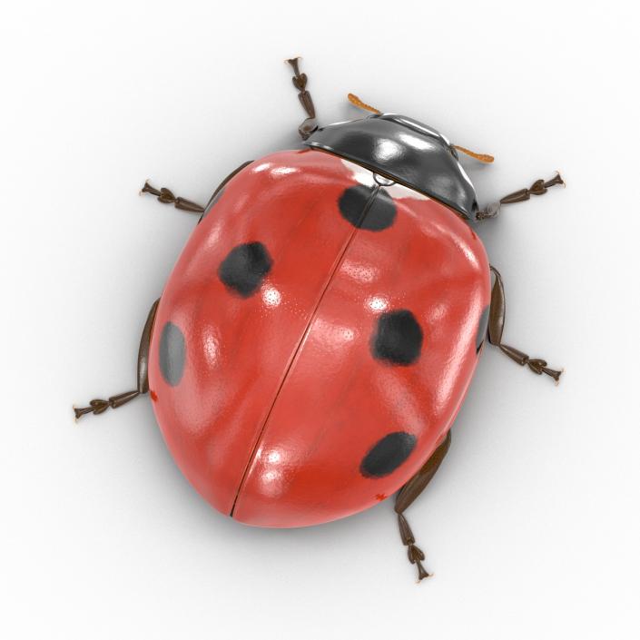 LadyBug 3D model