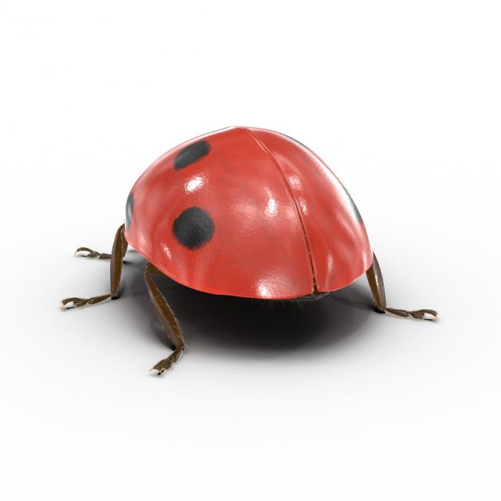 3D LadyBug with Fur