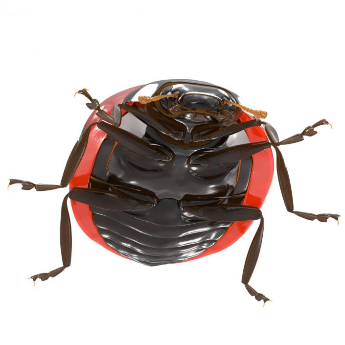 LadyBug 3D model