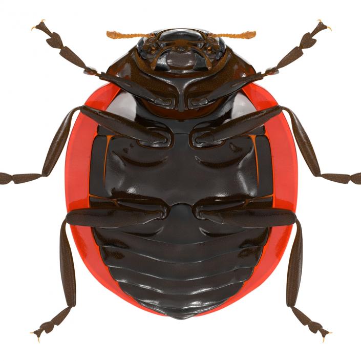 LadyBug 3D model