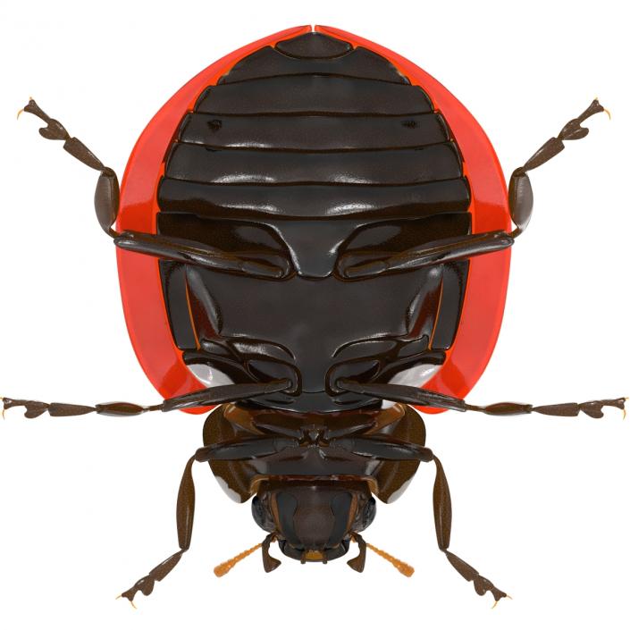 LadyBug 3D model