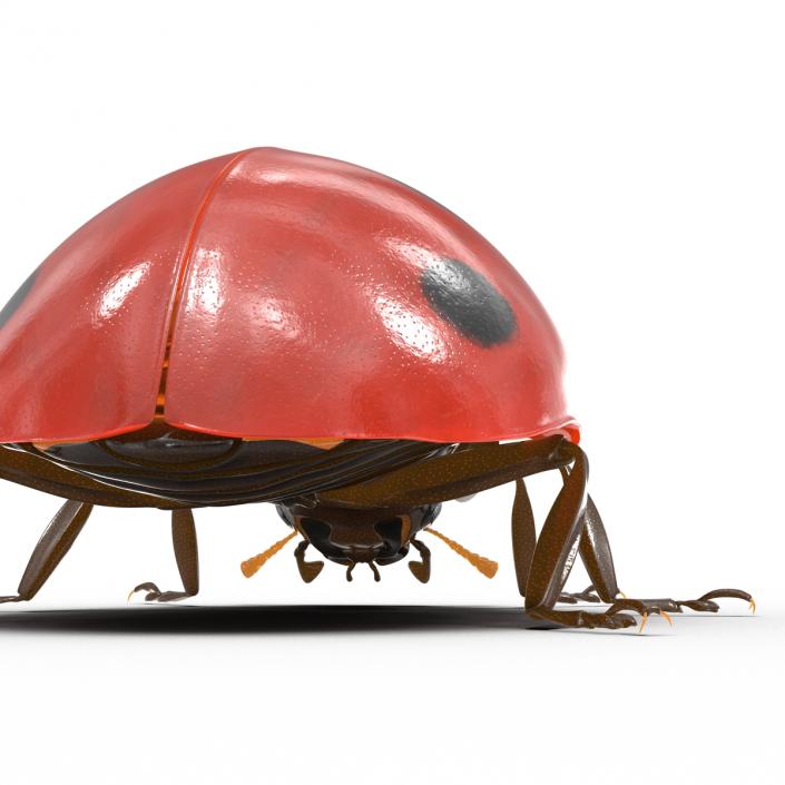 LadyBug 3D model