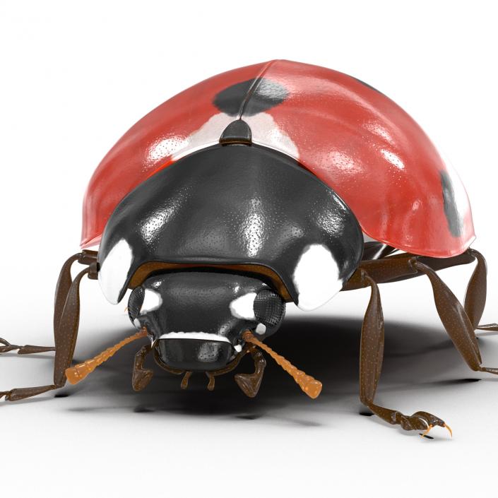 LadyBug 3D model