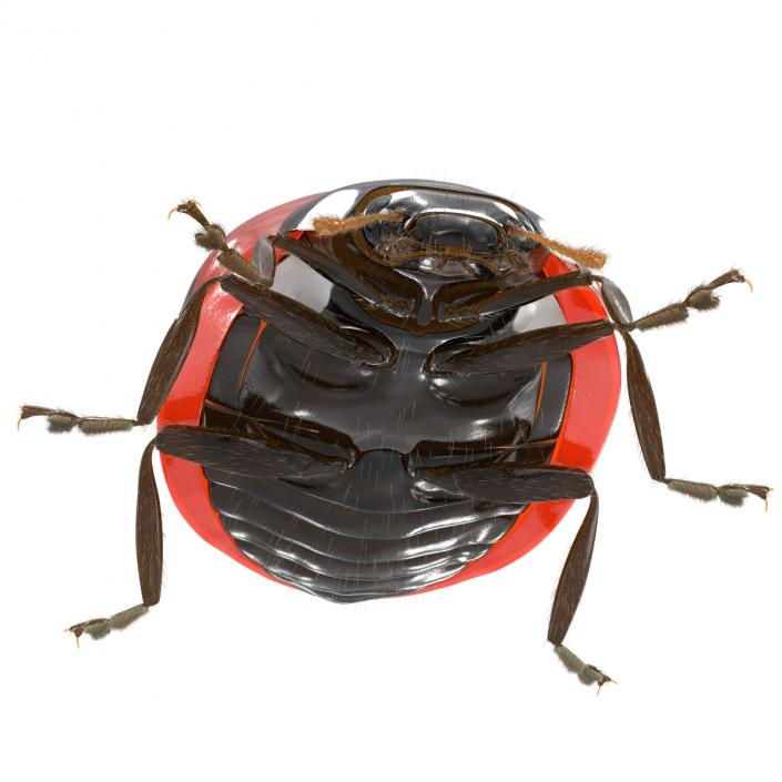 3D LadyBug with Fur