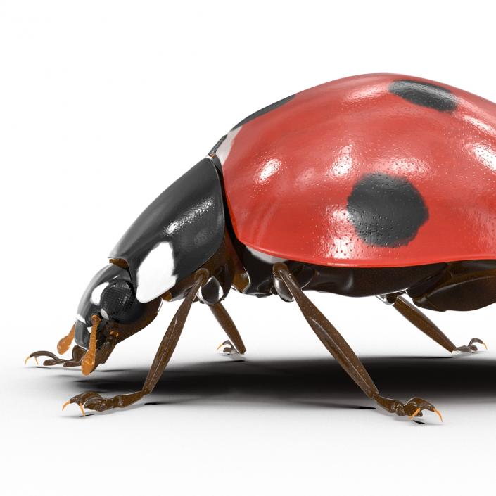 LadyBug 3D model