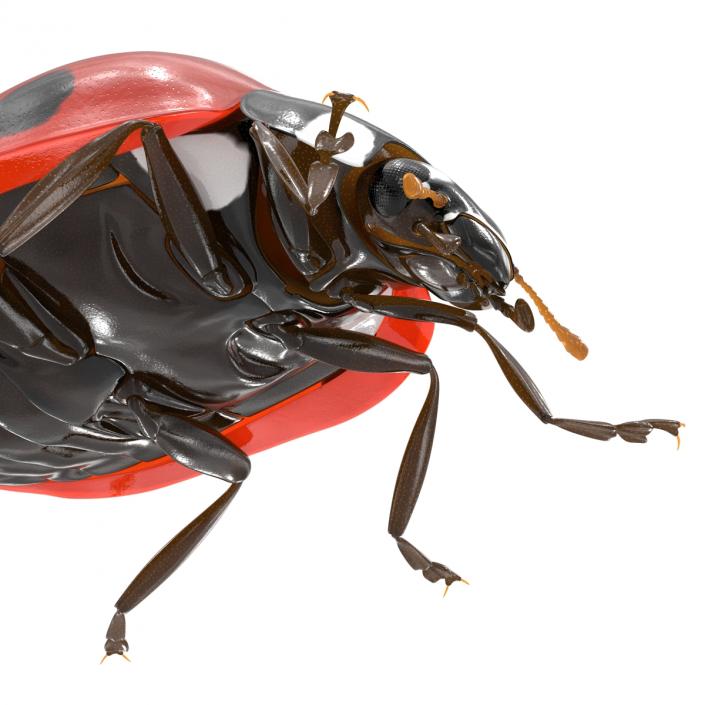 LadyBug 3D model