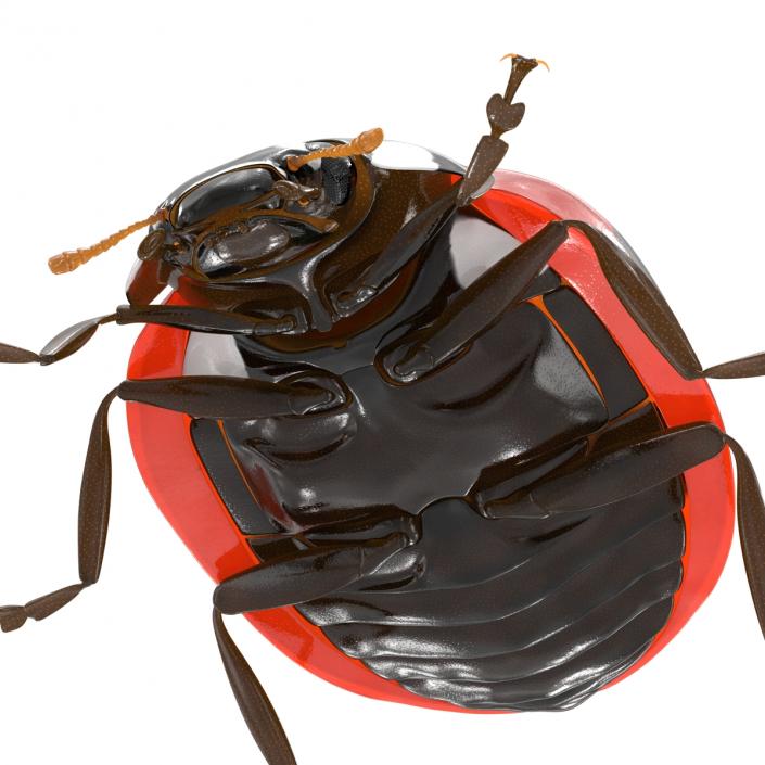 LadyBug 3D model