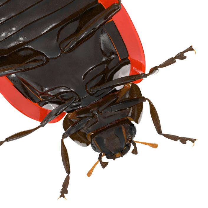 LadyBug 3D model