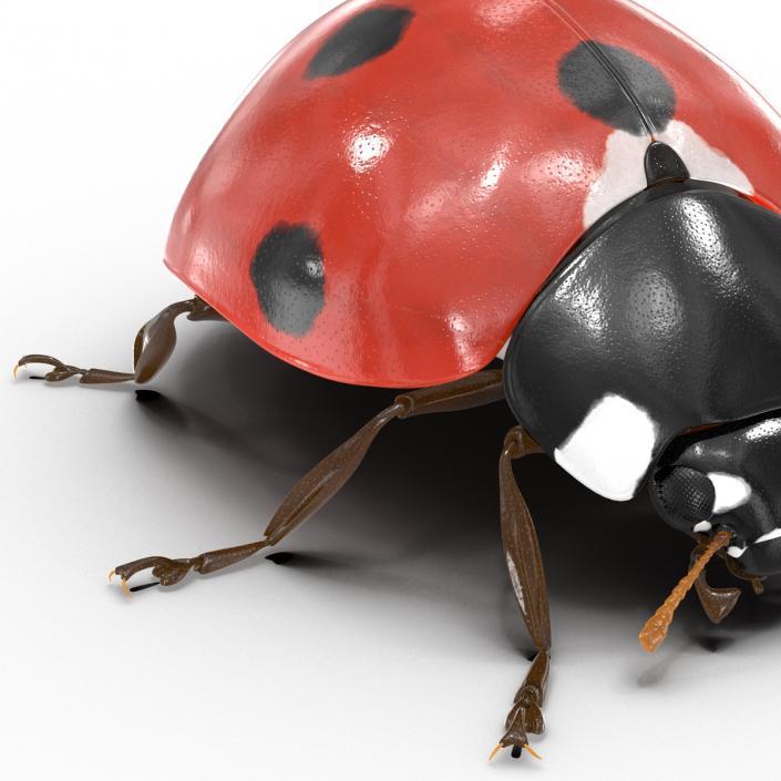 LadyBug 3D model