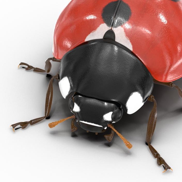 LadyBug 3D model