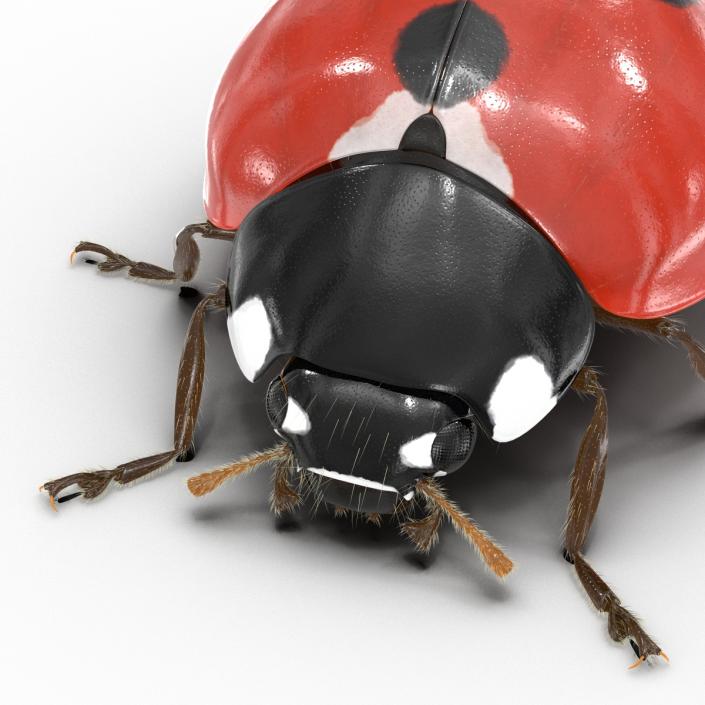 3D LadyBug with Fur