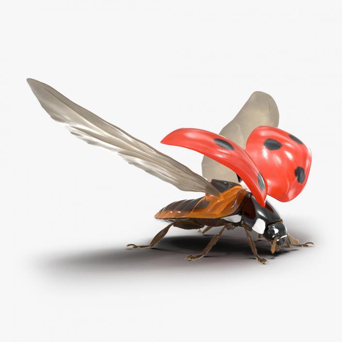 3D Flying Ladybug with Fur model