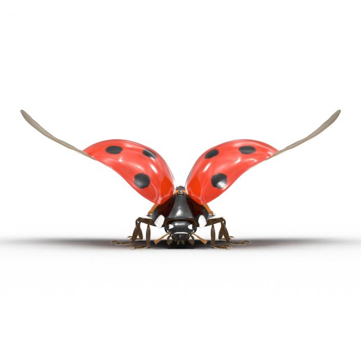 3D Flying Ladybug with Fur model