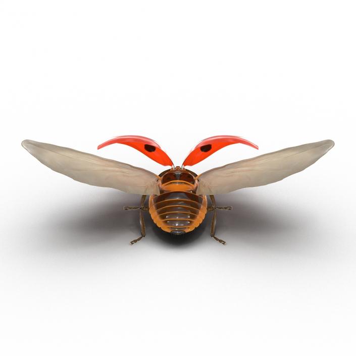 3D Flying Ladybug with Fur model