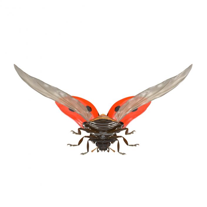 3D Flying Ladybug with Fur model