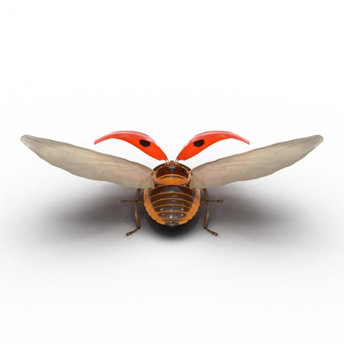 Flying Ladybug 3D model