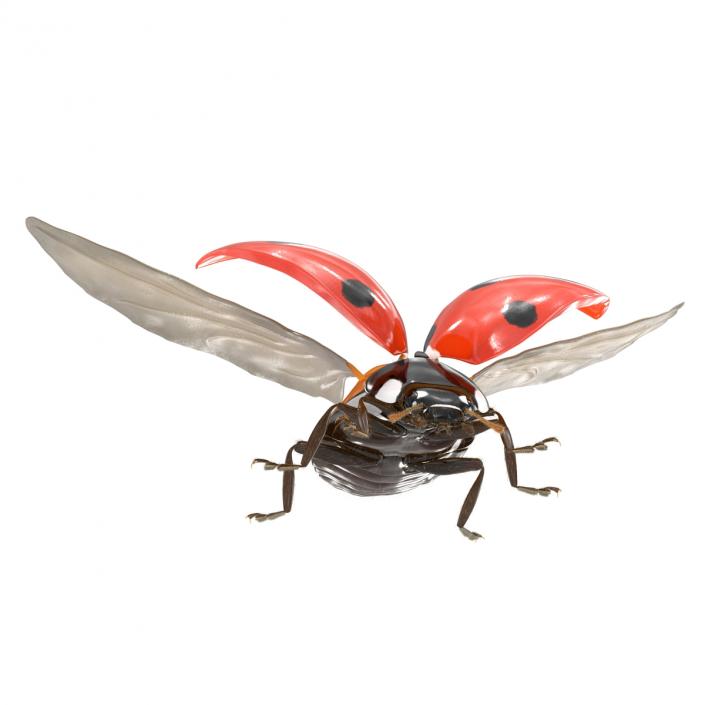 3D Flying Ladybug with Fur model