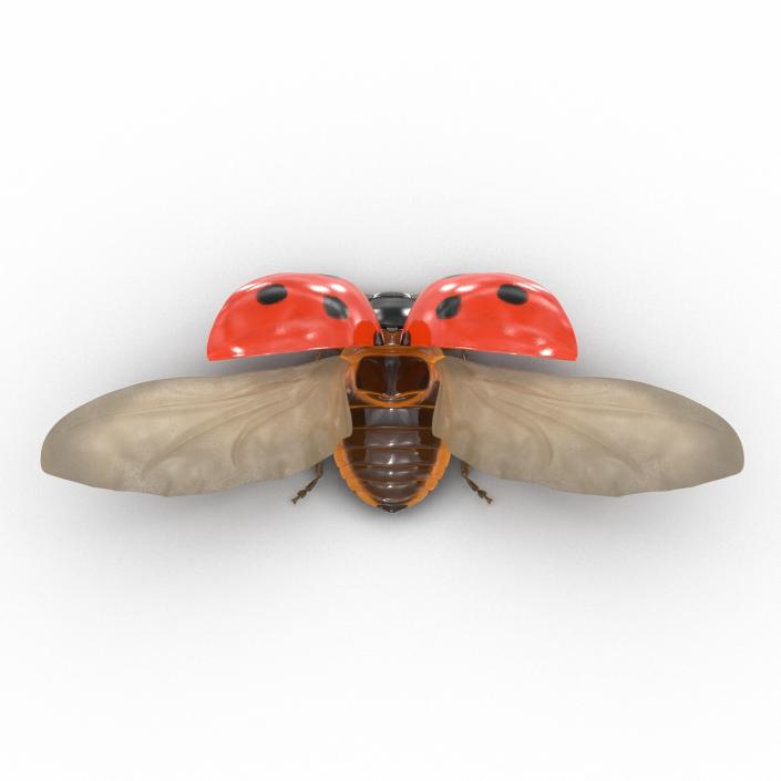 3D Flying Ladybug with Fur model