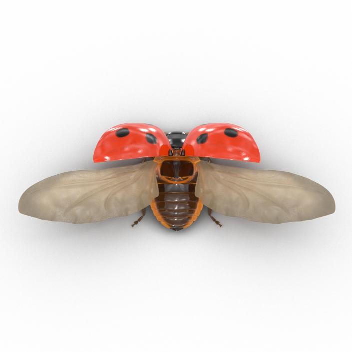 Flying Ladybug 3D model