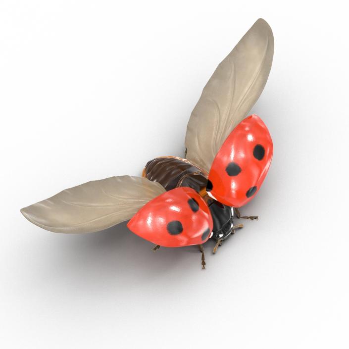 3D Flying Ladybug with Fur model